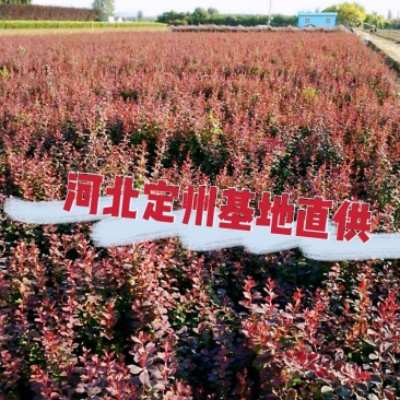 河北定州红叶小檗紫叶小卜绿篱园林绿化苗木树苗庭院彩叶小檗