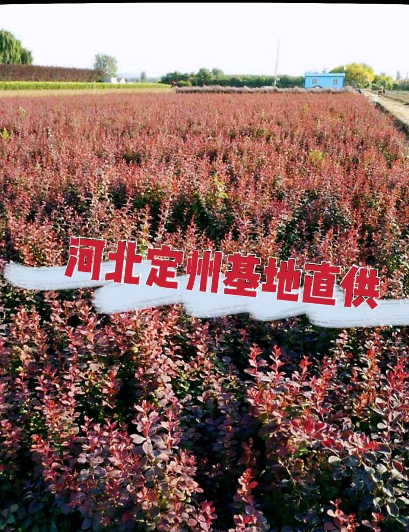 河北定州红叶小檗紫叶小卜绿篱园林绿化苗木树苗庭院彩叶小檗
