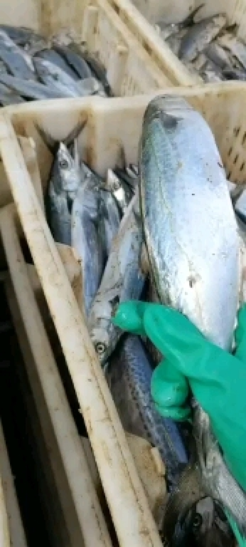 一手货源自己加工鲅鱼