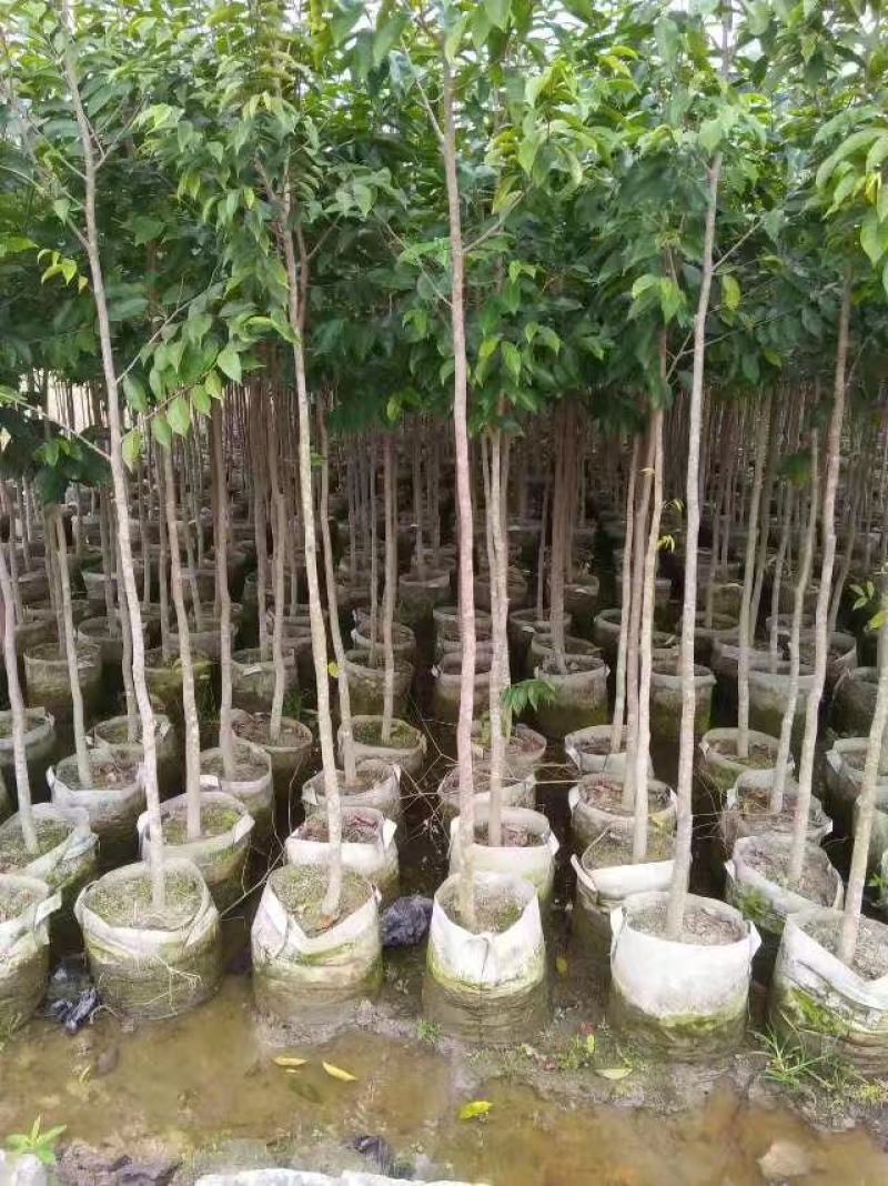 优质沉香水桶杯苗，头径二至三公分，有大量现货，价格优惠。
