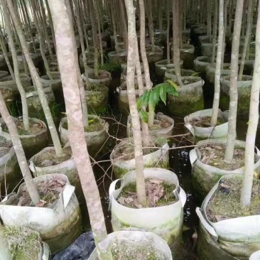 优质沉香水桶杯苗，头径二至三公分，有大量现货，价格优惠。