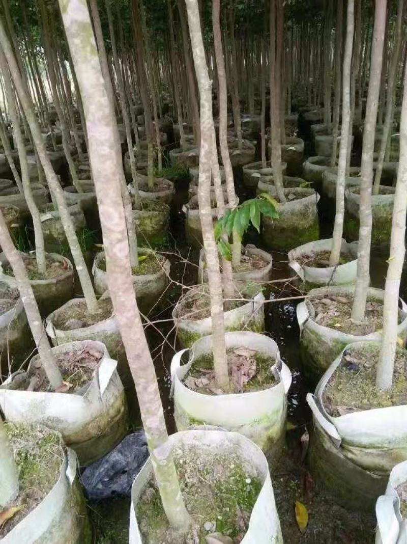 优质沉香水桶杯苗，头径二至三公分，有大量现货，价格优惠。