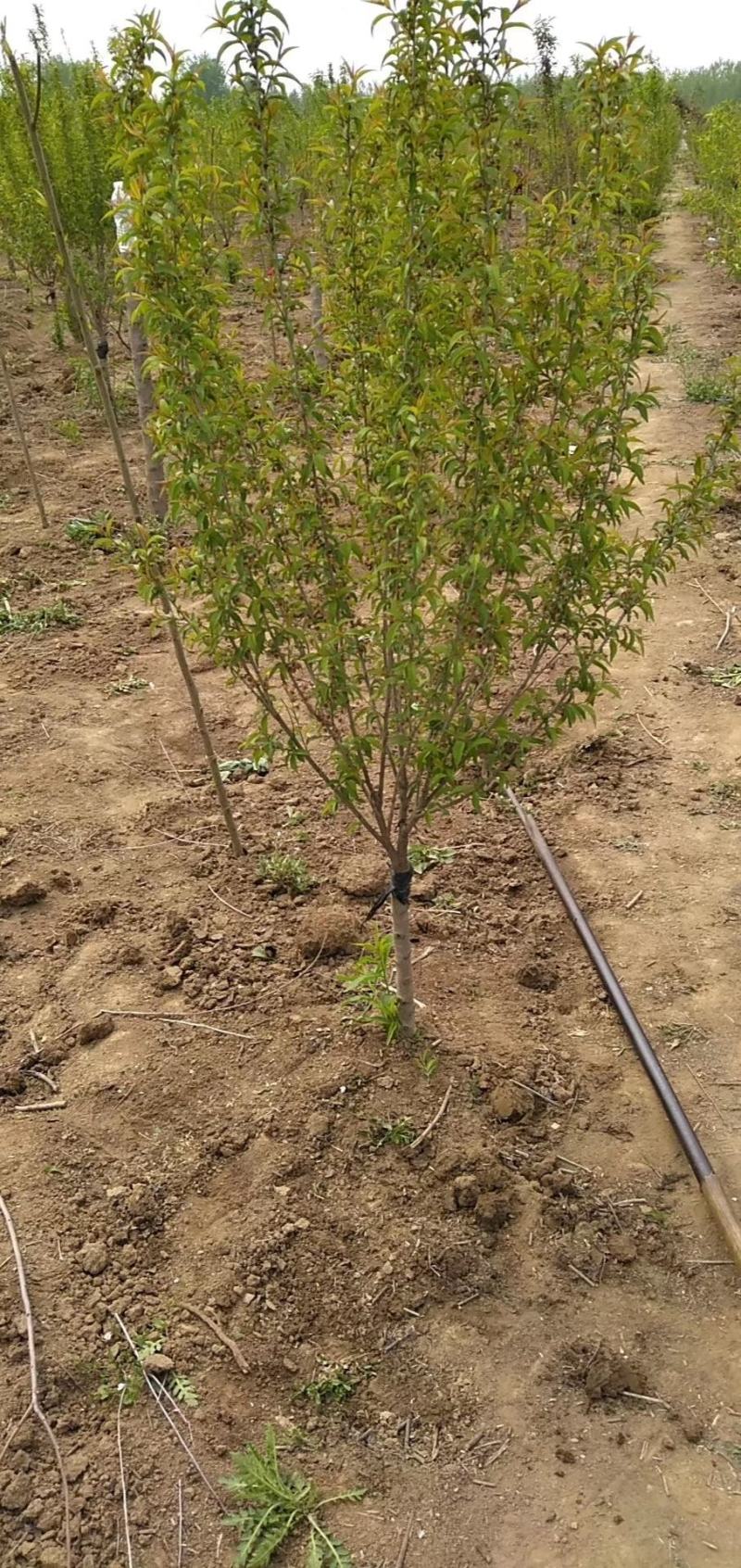 珍珠梅基地量大单杆珍珠梅，丛生珍珠梅，地被珍珠梅