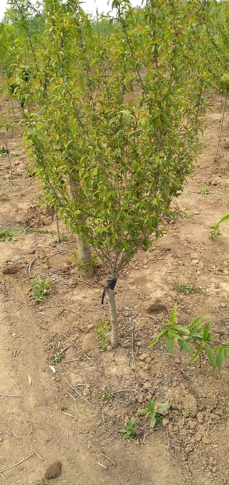 珍珠梅基地量大单杆珍珠梅，丛生珍珠梅，地被珍珠梅