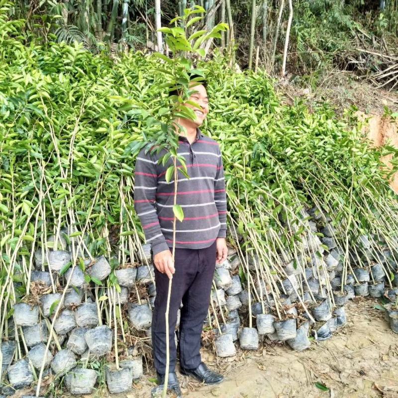 沉香大杯苗火热售卖中，