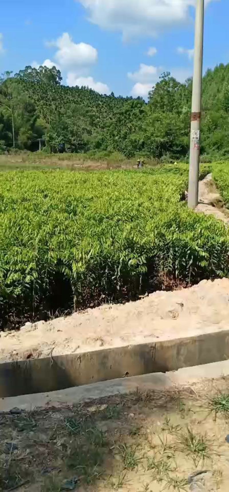 沉香大杯苗火热售卖中，