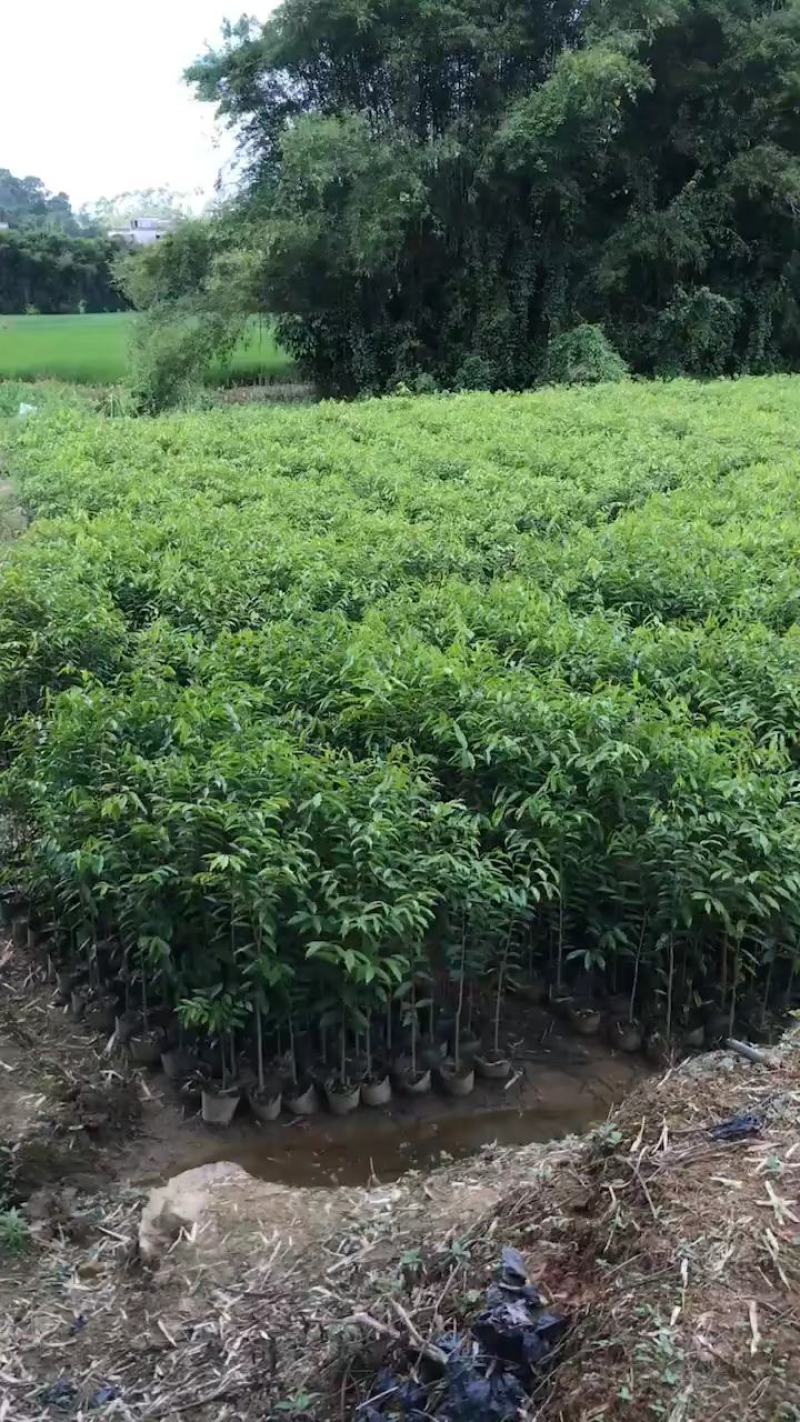 沉香大杯苗火热售卖中，