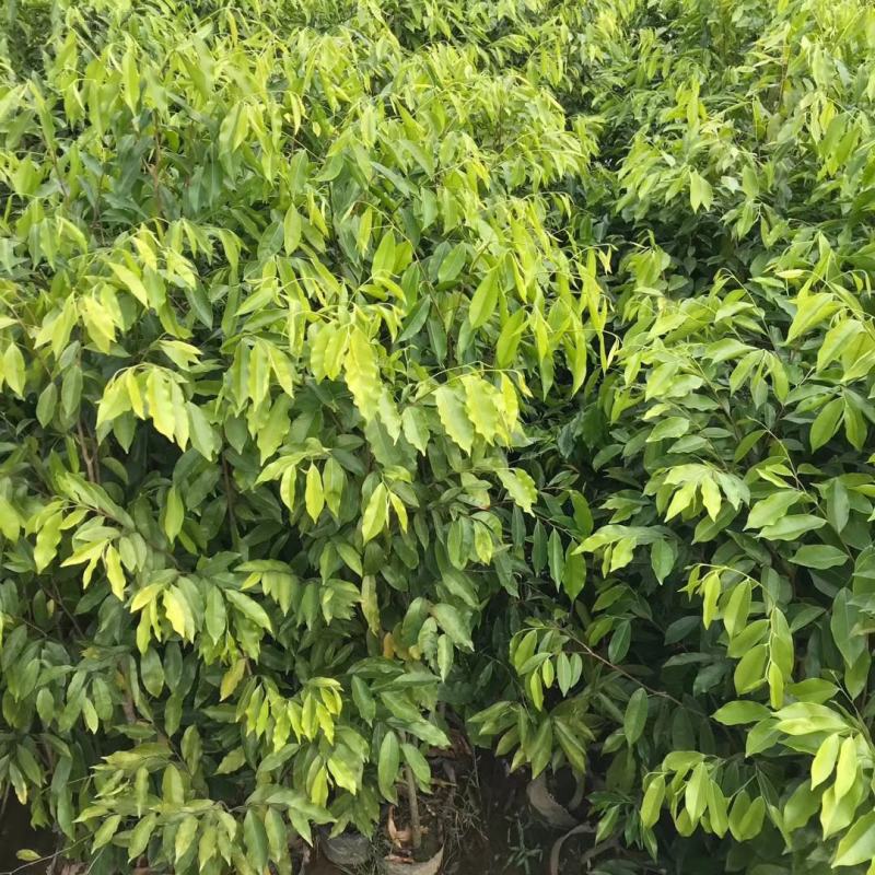 沉香大杯苗火热售卖中，
