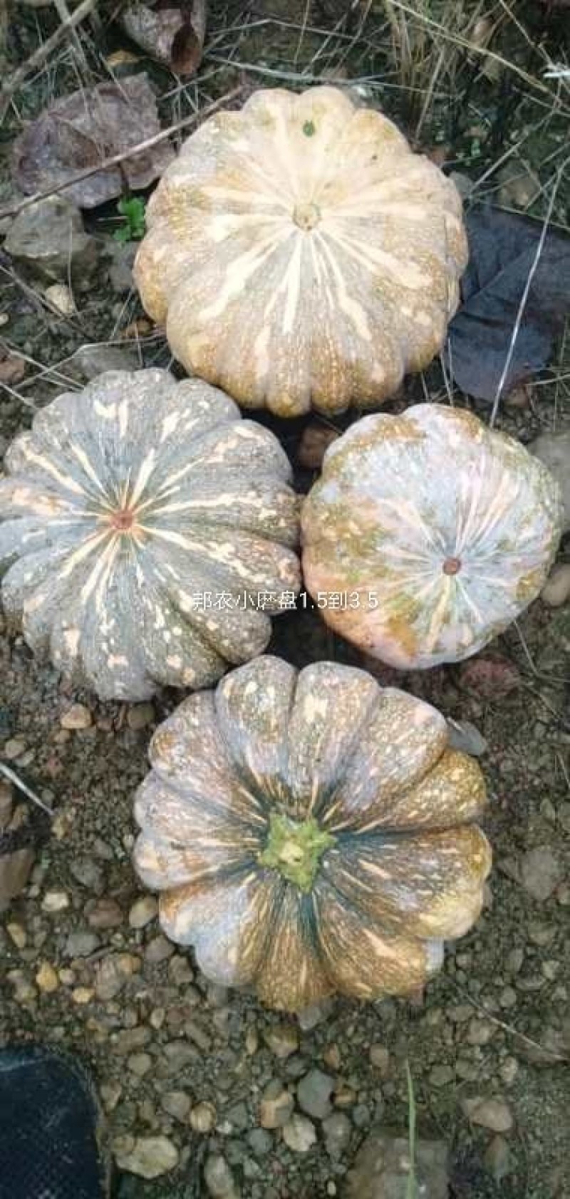 广东邦农精品小磨盘南瓜，大量供应，欢迎合作咨询！