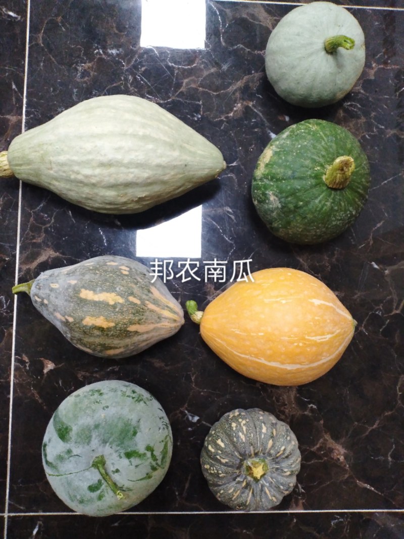 广东邦农精品小磨盘南瓜，大量供应，欢迎合作咨询！