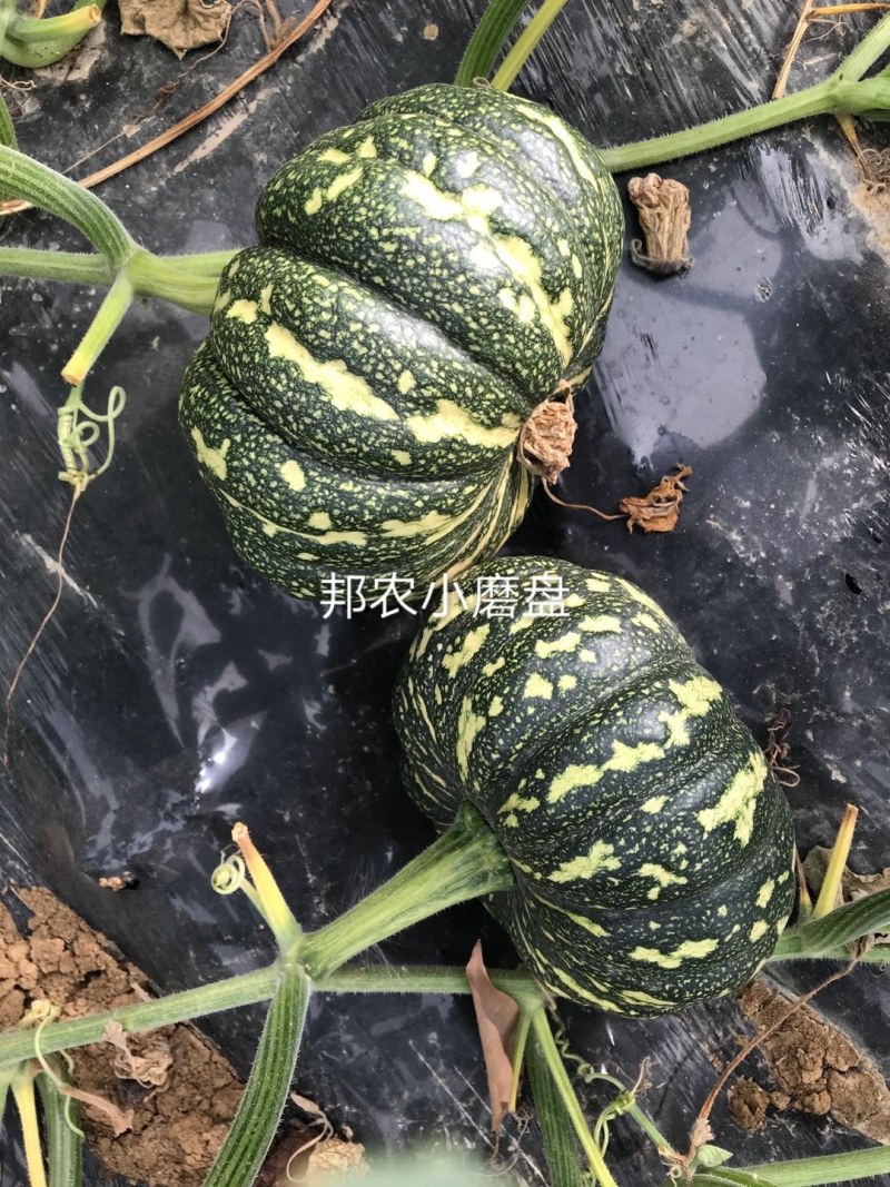 广东邦农精品小磨盘南瓜，大量供应，欢迎合作咨询！