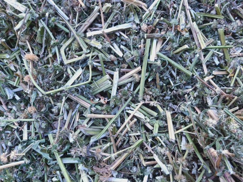 益母草野生全干货，产地直销
