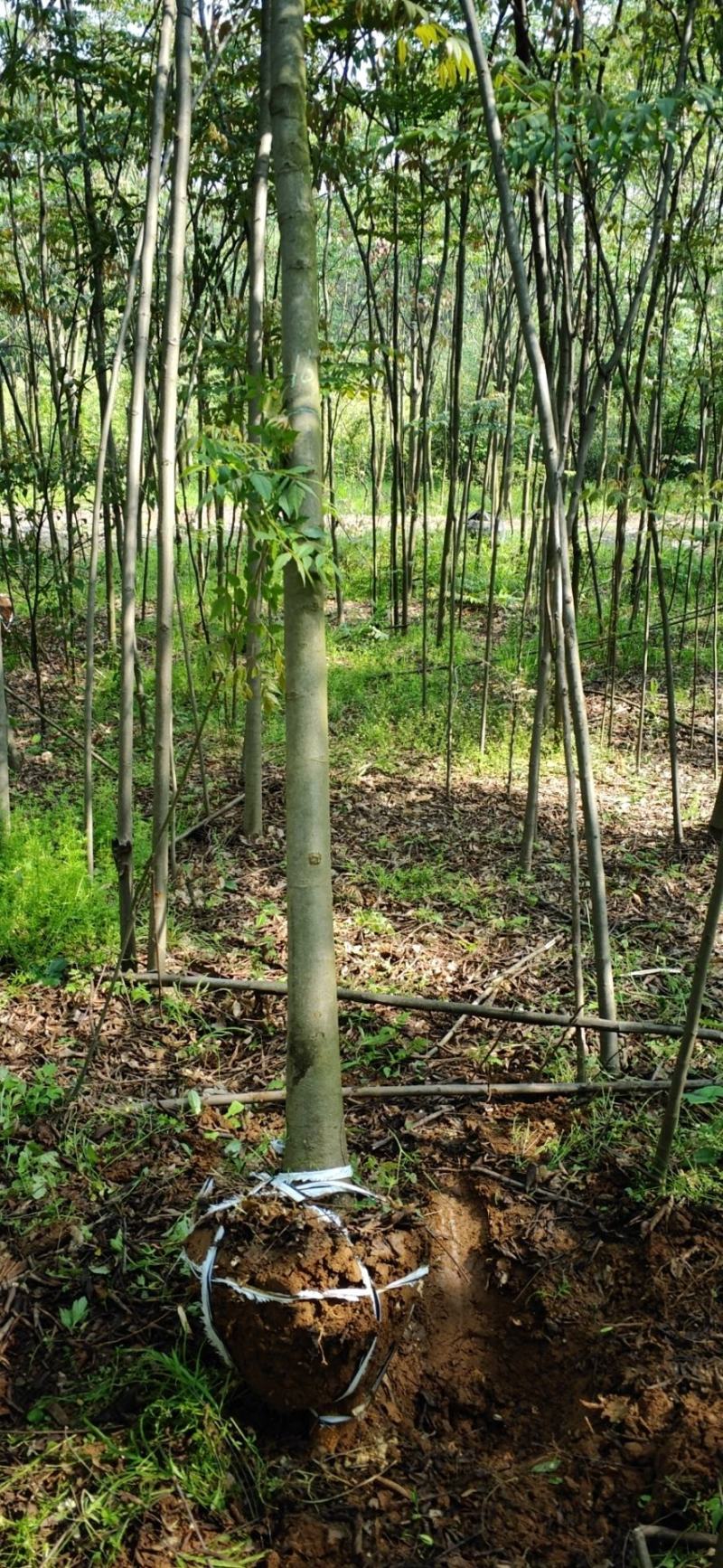 8公分光杆栾树，5公分光杆栾树，6公分光杆栾树