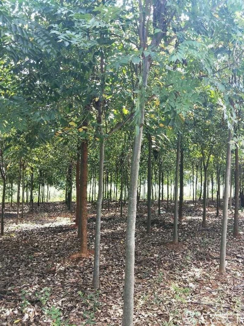 8公分光杆栾树，5公分光杆栾树，6公分光杆栾树