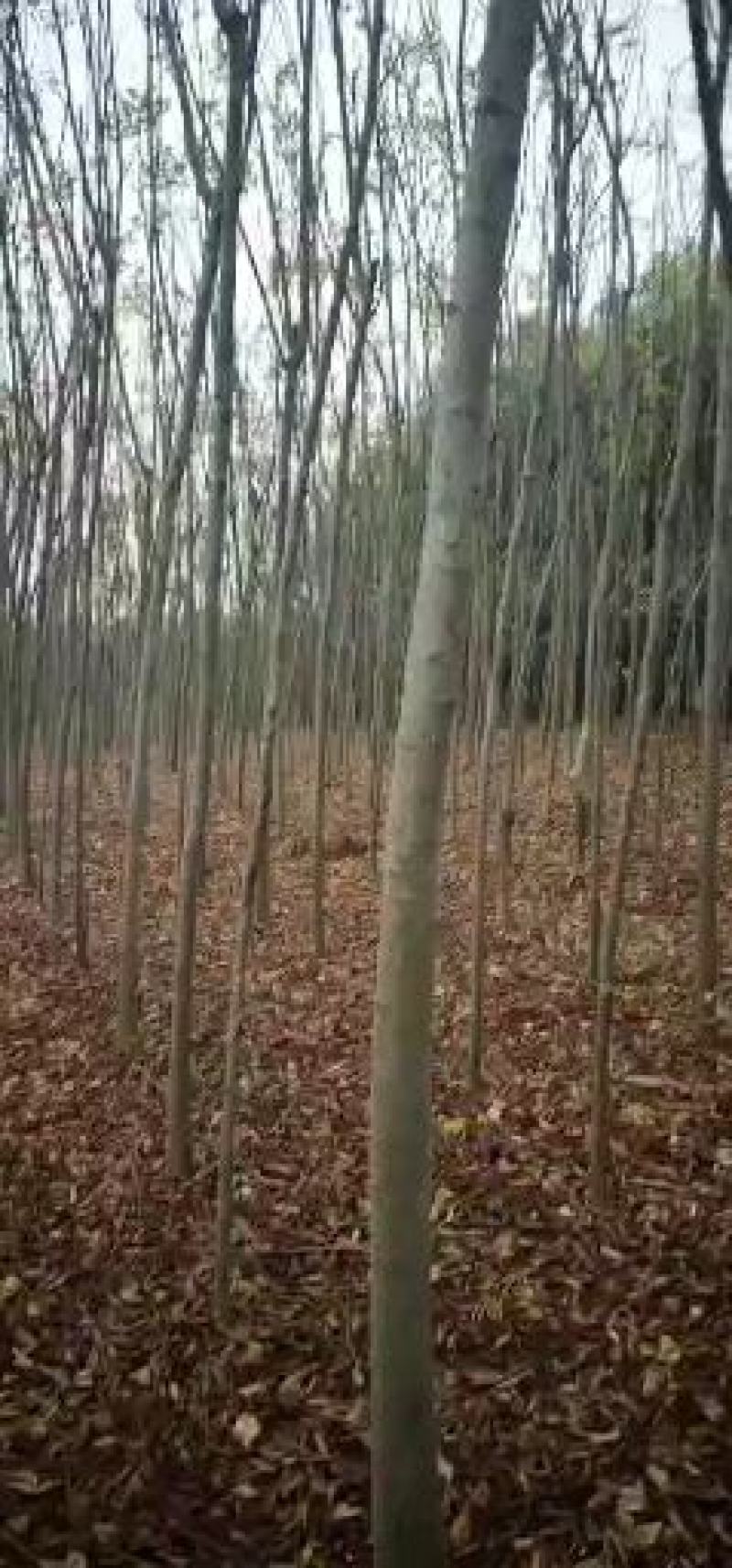8公分光杆栾树，5公分光杆栾树，6公分光杆栾树