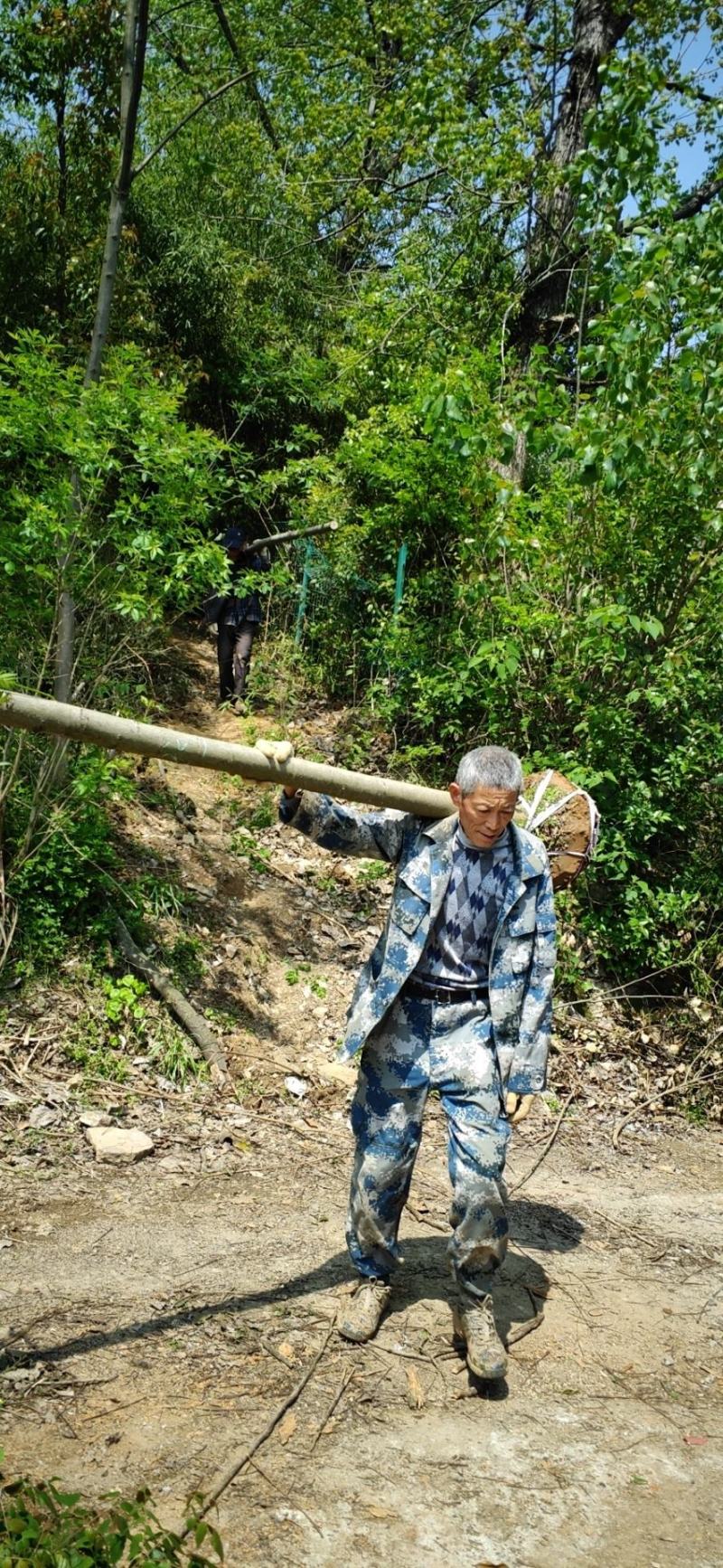 8公分光杆栾树，5公分光杆栾树，6公分光杆栾树