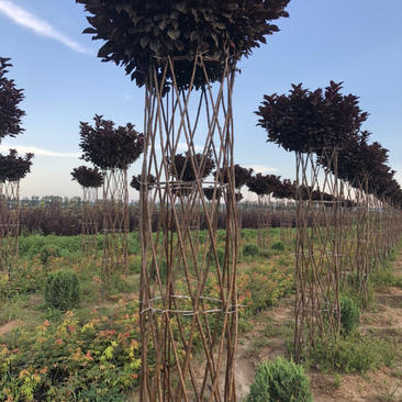 供应自产红叶稠李柱子造型树，2.2米分枝点，胸径50公分