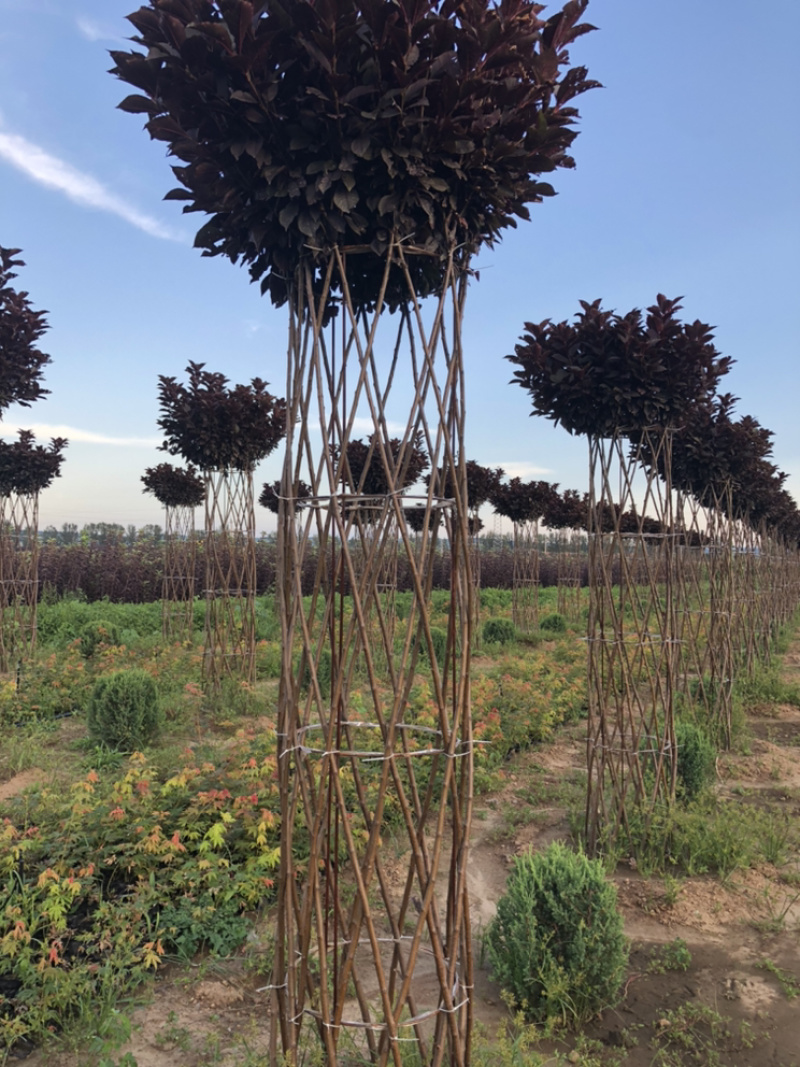 供应自产红叶稠李柱子造型树，2.2米分枝点，胸径50公分