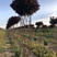 供应自产红叶稠李柱子造型树，2.2米分枝点，胸径50公分