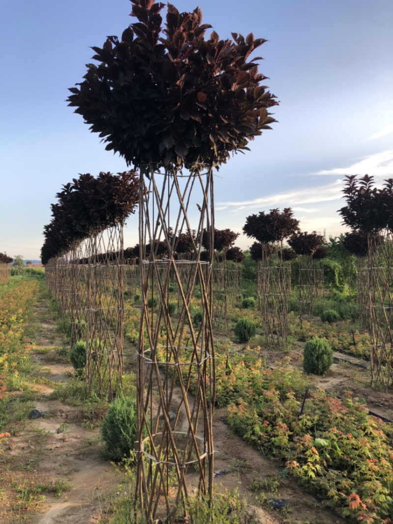 供应自产红叶稠李柱子造型树，2.2米分枝点，胸径50公分