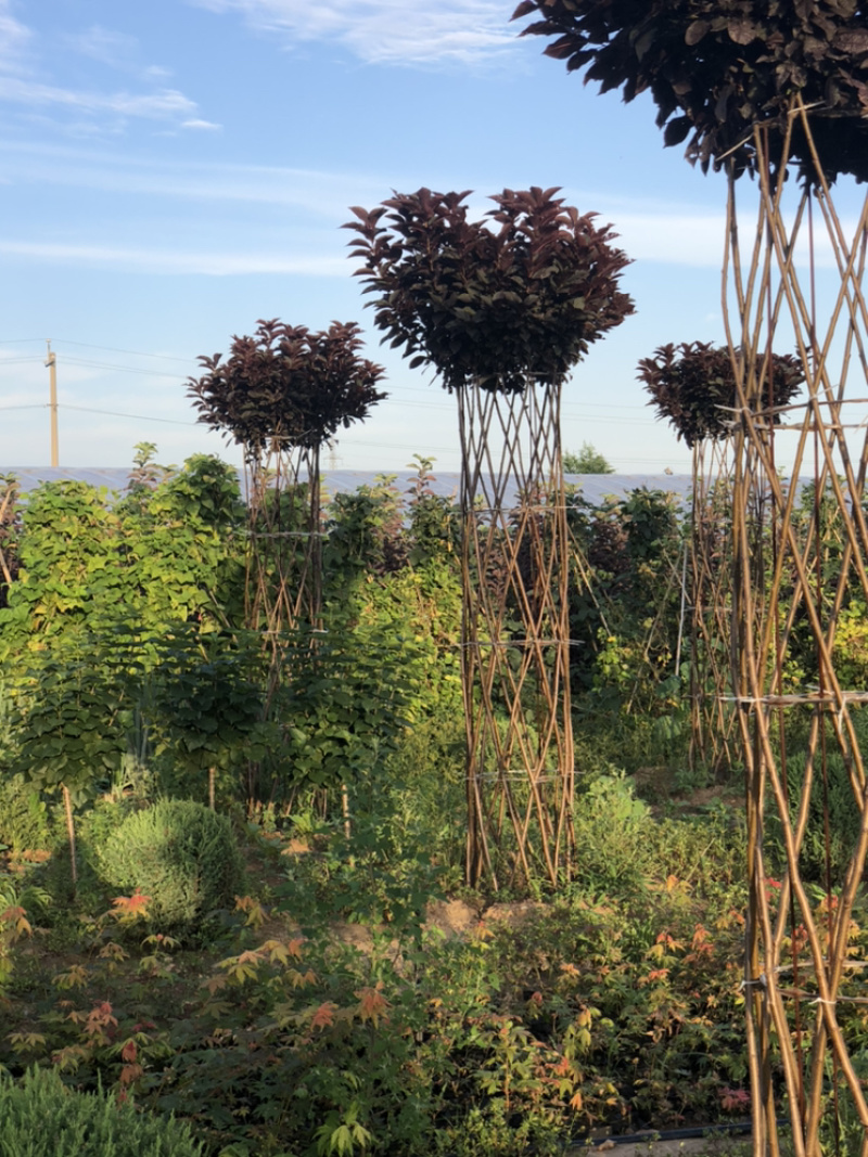 供应自产红叶稠李柱子造型树，2.2米分枝点，胸径50公分