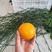 苗场直销，黄美人柑橘枝条，品种纯正，欢迎实地考察订购