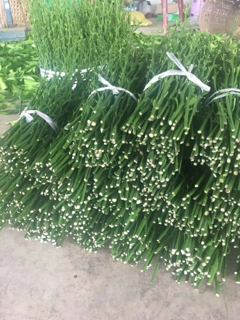 苗场直销，黄美人柑橘枝条，品种纯正，欢迎实地考察订购