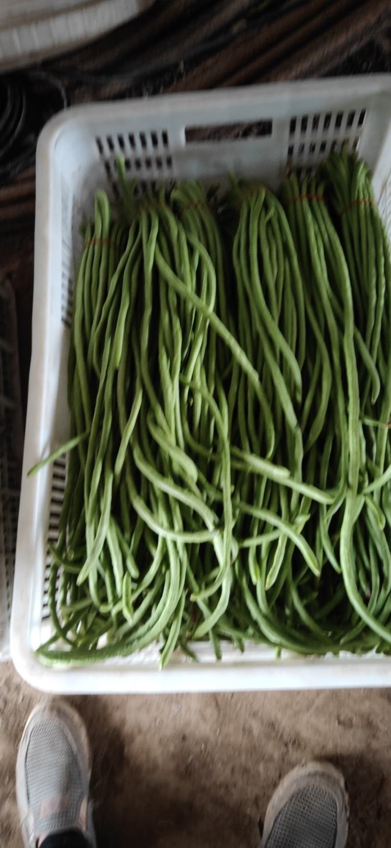 豆角长豆角豇豆量大优惠