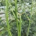 豆角长豆角豇豆量大优惠