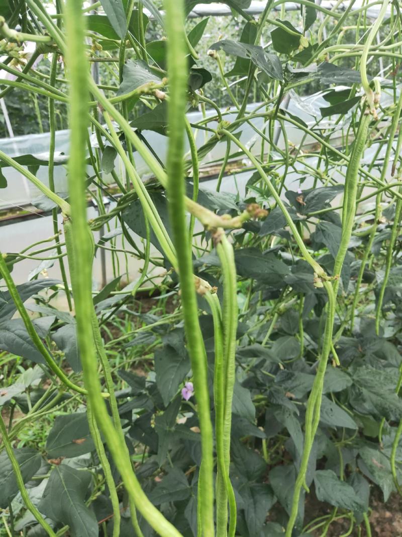 豆角长豆角豇豆量大优惠