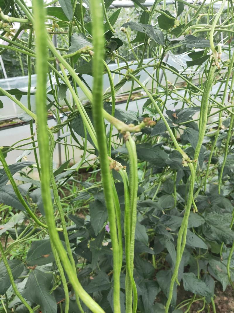 豆角长豆角豇豆量大优惠