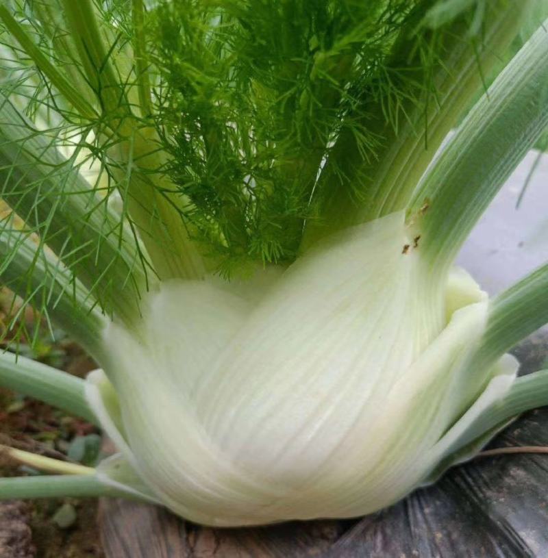 茴香球新鲜蔬菜量大从优根茎茴香球茎茴香