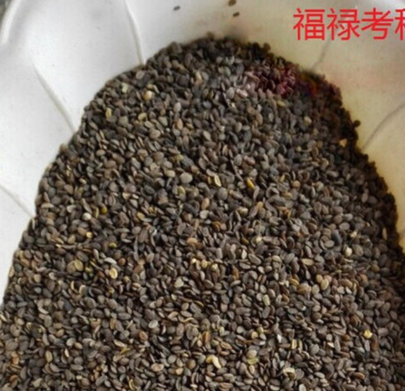 福禄考种子多年生宿根花种子四季种易活庭院室外景观花种籽子