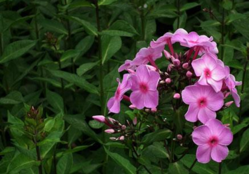 福禄考种子多年生宿根花种子四季种易活庭院室外景观花种籽子