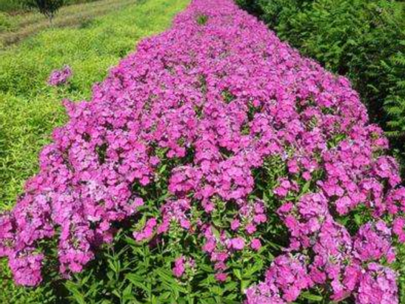 福禄考种子多年生宿根花种子四季种易活庭院室外景观花种籽子