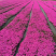 福禄考种子多年生宿根花种子四季种易活庭院室外景观花种籽子