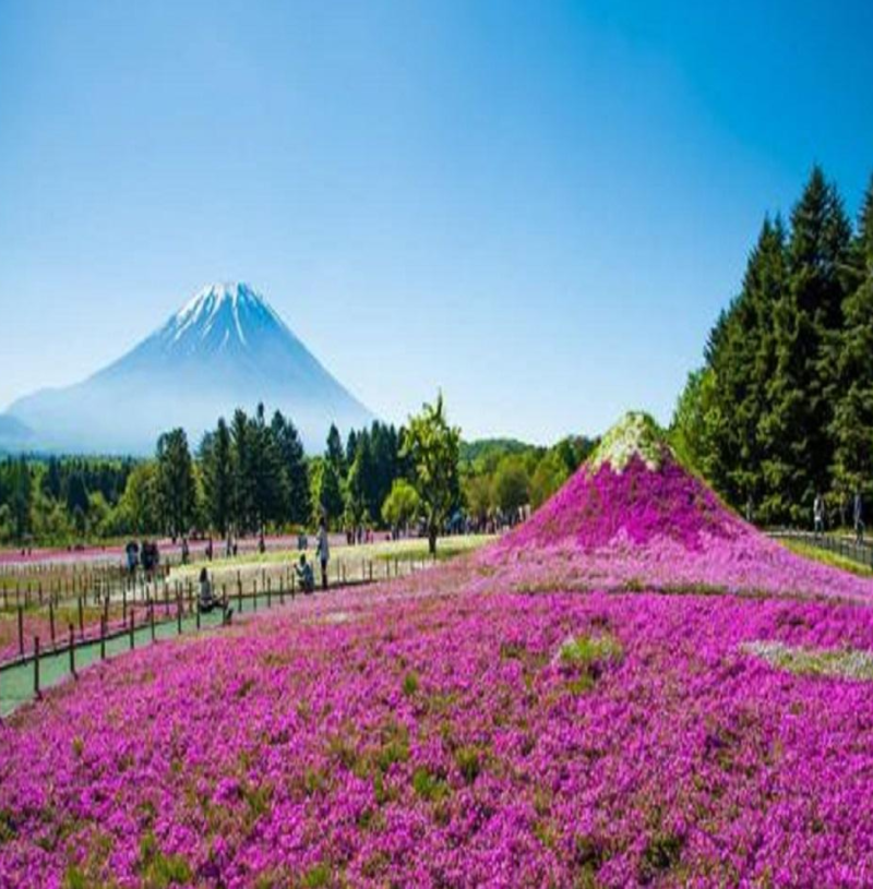 福禄考种子多年生宿根花种子四季种易活庭院室外景观花种籽子