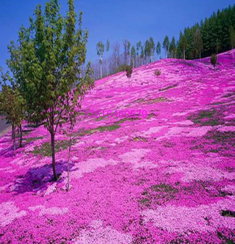 福禄考种子多年生宿根花种子四季种易活庭院室外景观花种籽子