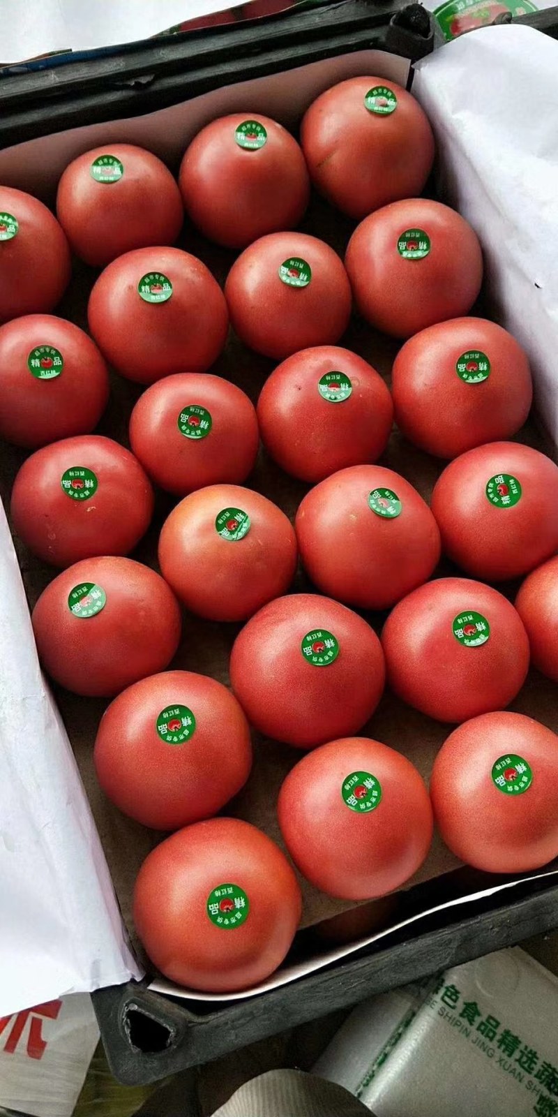 河北永年精品硬粉西红柿大量供应中弧三以上硬粉精品