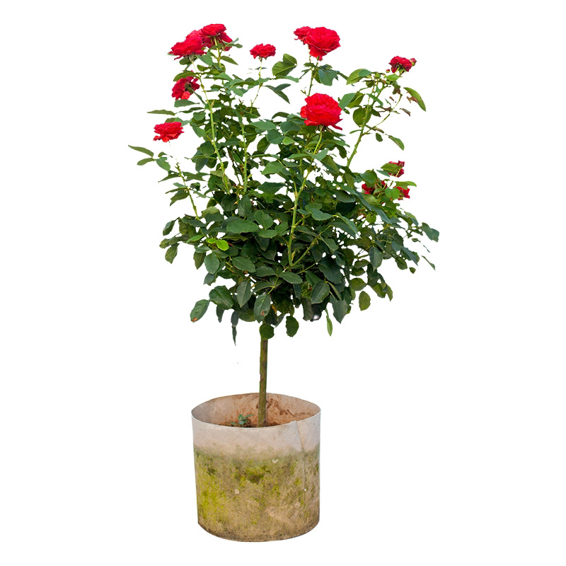 嫁接树状月季花苗庭院植物浓香型室内外盆栽四季开花