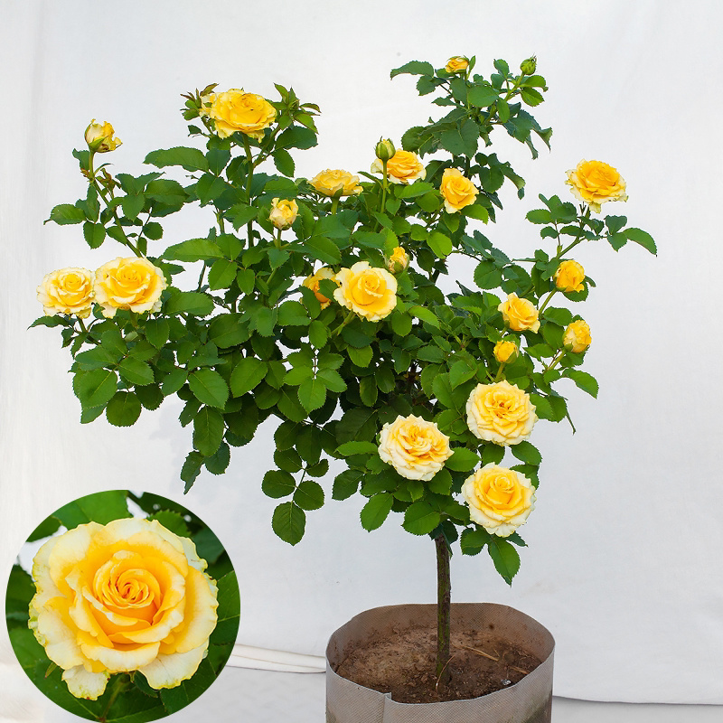 嫁接树状月季花苗庭院植物浓香型室内外盆栽四季开花