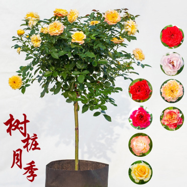 嫁接树状月季花苗庭院植物浓香型室内外盆栽四季开花