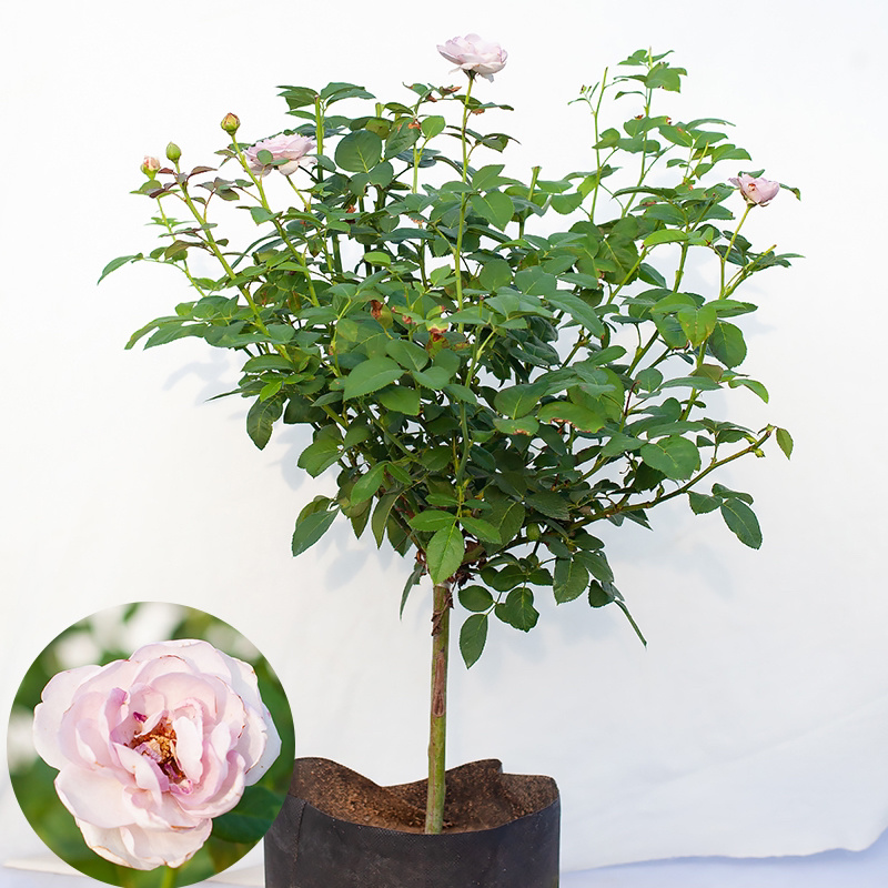 嫁接树状月季花苗庭院植物浓香型室内外盆栽四季开花