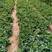草莓苗，品种齐全品质保证成活率高，大棚可指导技术