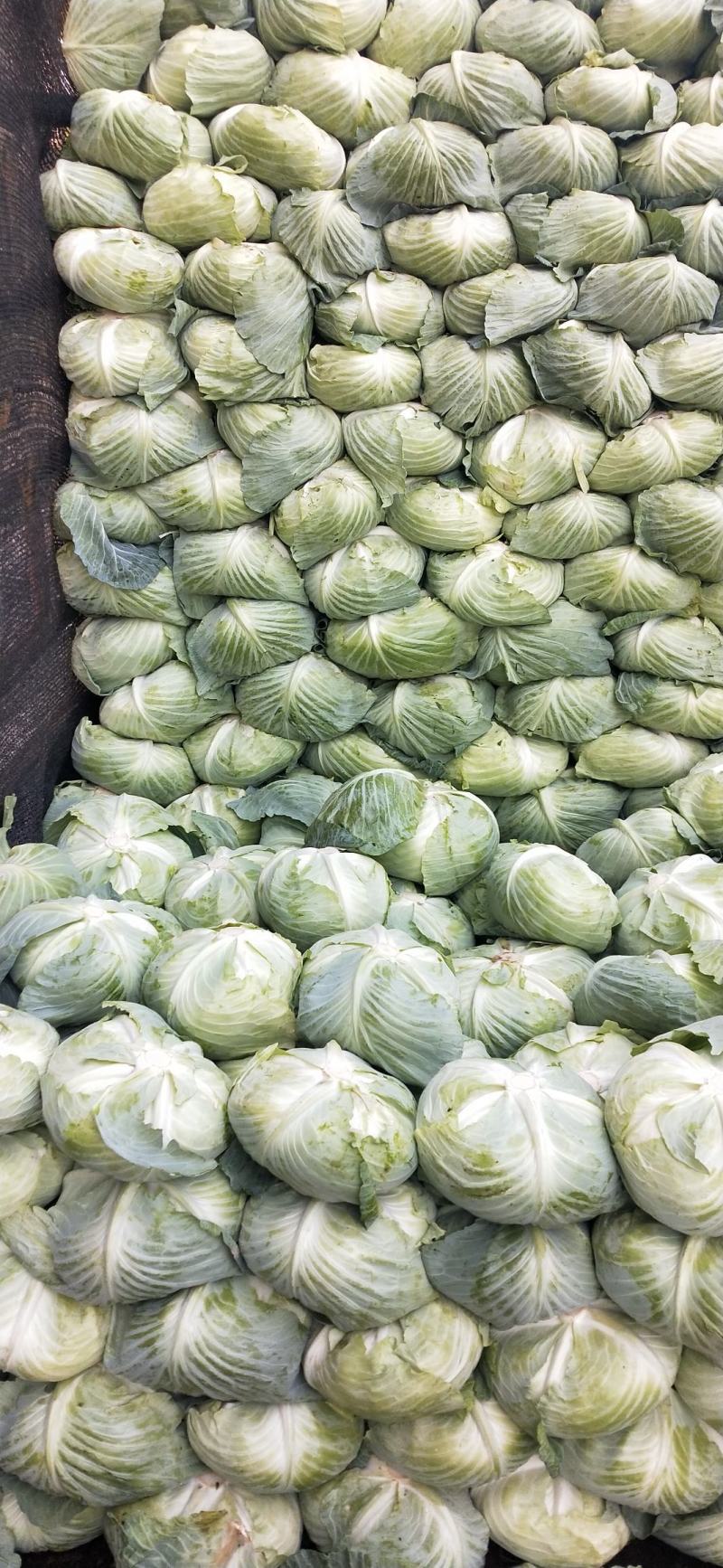 扁包菜，基地直供，源头保证新鲜，质量，货量充足