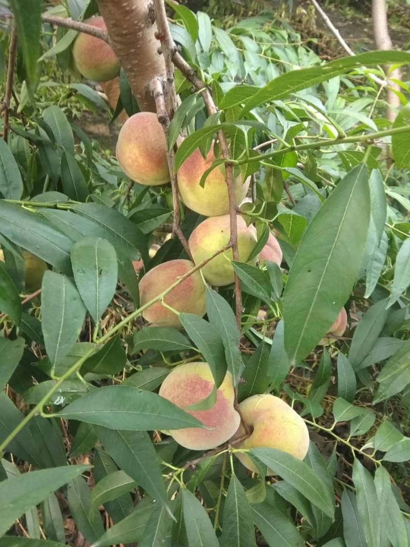 山东沂蒙映霜红桃子，山东临沂淄博潍坊的链接处，货好量大。