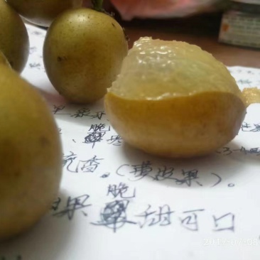黄皮大果，嫁接苗。（广成果树苗场）场地位