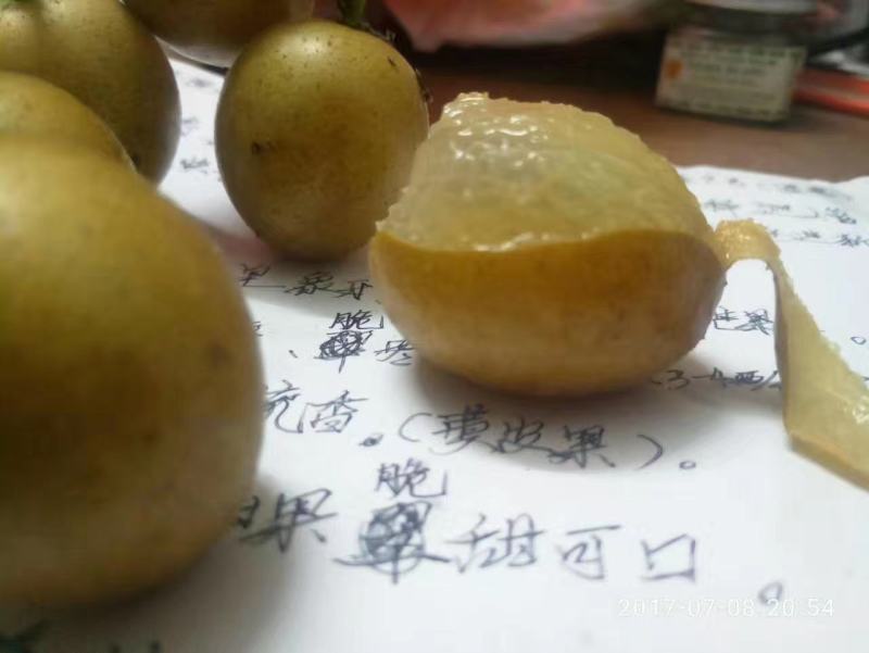 黄皮大果，嫁接苗。（广成果树苗场）场地位