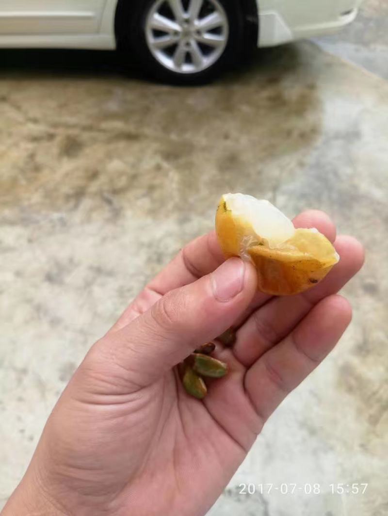 黄皮大果，嫁接苗。（广成果树苗场）场地位