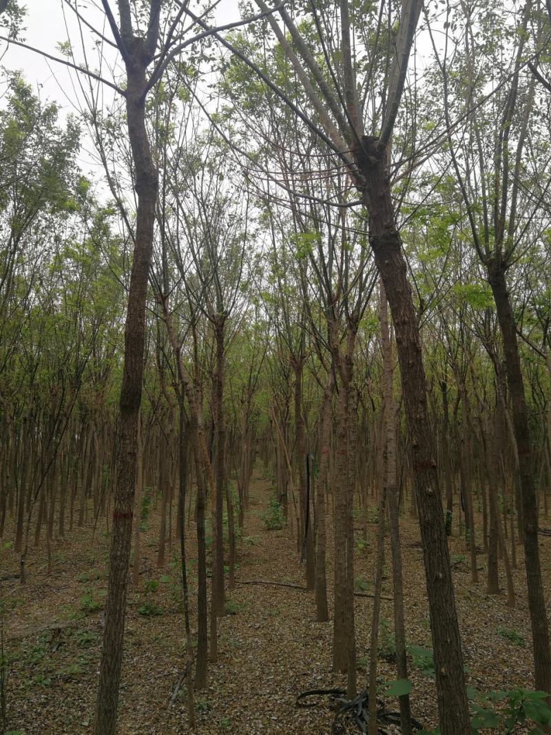 渭南市临渭区苗圃精品各种优质定植新老国槐